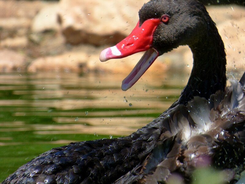 File:ZOO, ATHENS 02.jpg