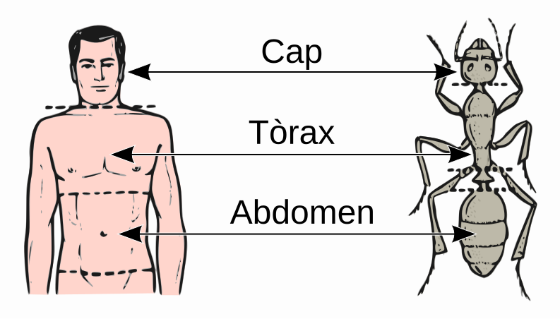 File:Abdomen-head-thorax-ca.svg