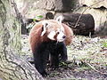 @ Edinburgh Zoo, Scotland