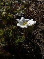 Anemone drummondii