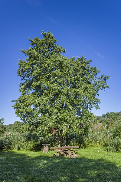 File:Baum am Dorfweiher Marktsteinach.jpg