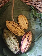 Cacao pods 2.jpg