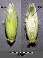 Caryopsis wrapped within lemma (Lem) and palea (Pal)