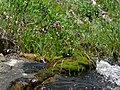 Dodecatheon jeffreyi