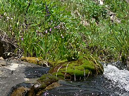 Dodecatheon jeffreyi