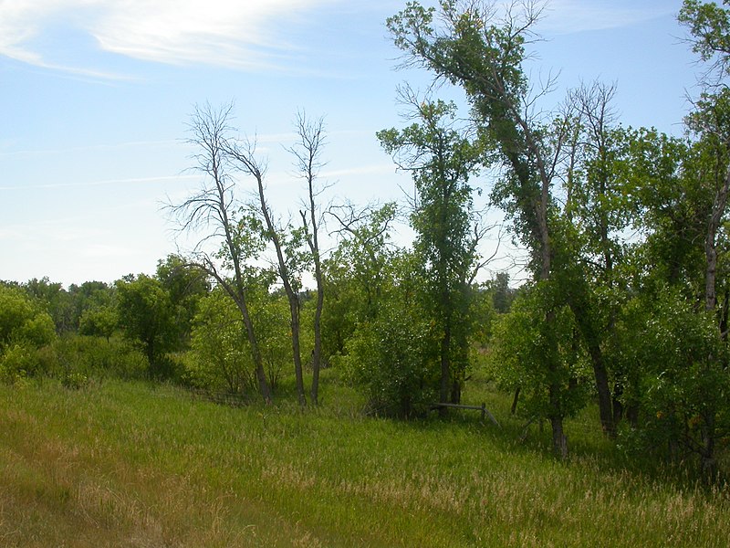 File:Fraxinus pennsylvanica (5107491331).jpg