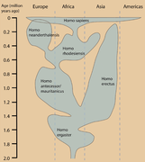 June 20: This figure depicts one view of the history of human evolution based on fossil data.