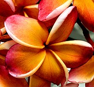 Plumeria-Californa Sunset.jpg