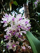 Rhynchostylis gigantea