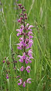 pink Salvia pratensis Germany - Tauberland