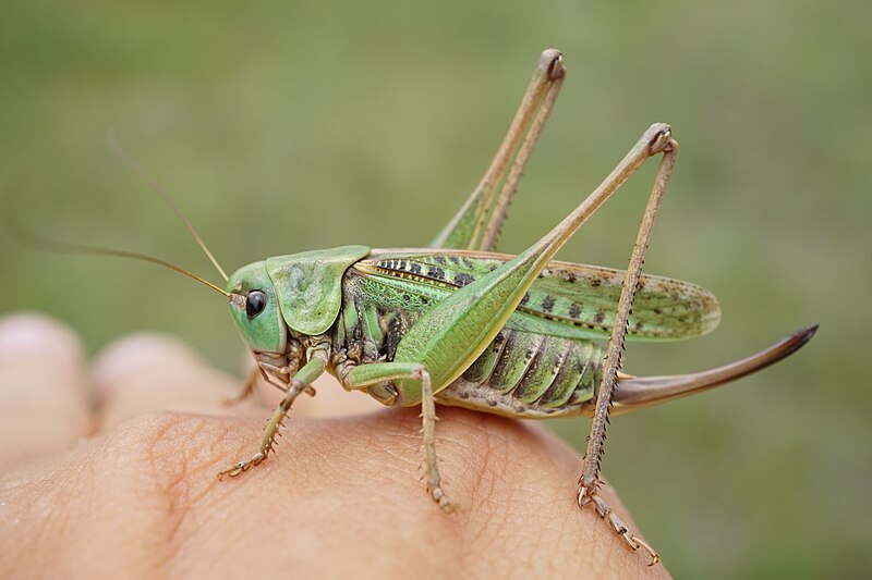 File:Decticus verrucivorus (42083043185).jpg