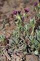 Douglasia nivalis