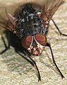 * Nomination: A male blow-fly (Calliphora vicina), detail of the head - Alvesgaspar 15:39, 26 November 2007 (UTC)  Comment Is it just me or can anyone else see the strange noise in the fly's shadow? -- Relic38 08:41, 28 November 2007 (UTC) -  Done You are quite right, it is fixed now - Alvesgaspar 09:27, 28 November 2007 (UTC)  Comment I still se the noise in the latest version, but if I load the original it looks fine. I've cleared cache and reloaded with the same result. Confused. -- Relic38 23:19, 29 November 2007 (UTC) * * Review needed