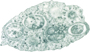 February 3: Wolbachia inside a fruitfly cell.