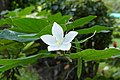 * Nomination Dwarf white Bauhinia (Bauhinia acuminata). Prenn 14:06, 8 December 2012 (UTC) * Promotion  Support --Iifar 07:11, 11 December 2012 (UTC)