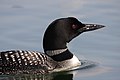 * Nomination Common Loon --Cephas 21:06, 19 August 2009 (UTC) * Promotion  Question Very nice, sharp image, but is there a version with a less tight crop? Jonathunder 23:11, 19 August 2009 (UTC)  Info This is the original picture - no crop at all. --Cephas 09:39, 20 August 2009 (UTC) imo OK as a portrait --Mbdortmund 18:39, 20 August 2009 (UTC)  Comment If it is a portrait, it need new crop IMO. --kallerna 21:01, 20 August 2009 (UTC)