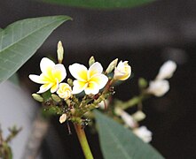 Temple Tree Flower.jpg