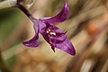 Allium acuminatum