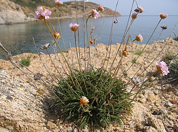 Armeria soleirolii