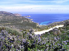 Calvi Revellata plage de l'Alga.jpg