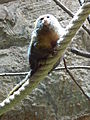 Deutsch: Zwergseidenäffchen (Cebuella pygmaea) im Fossilium des Tierparks Bochum. English: Pygmy marmoset (Cebuella pygmaea) in the fossilium of the Tierpark Bochum, Germany.   This file was uploaded with Commonist.