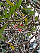 Mexican Plumeria 01.jpg