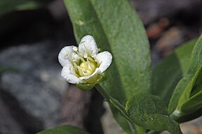 Moehringia macrophylla