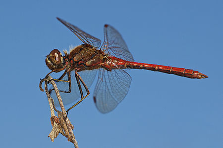 Vagrant darter