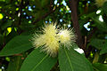 * Nomination Champoo tree (Syzygium samarangense) flowers Prenn 12:10, 1 December 2012 (UTC) * Decline DOF problems, could use tighter crop and more consistent lighting --Daniel Case 04:50, 10 December 2012 (UTC)