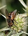 Deutsch: Raupenfliege English: Tachinid fly