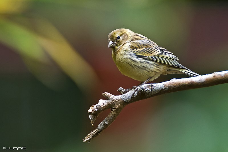 File:Verdecillo (Serinus serinus) (8718764150).jpg