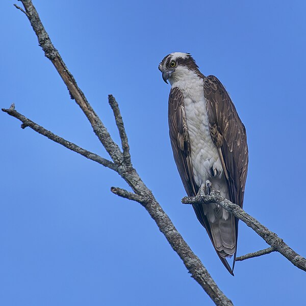 File:20240603 osprey south meadows PD208740.jpg