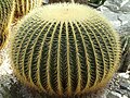 Deutsch: Goldkugelkaktus („Schwiegermuttersitz“) im Wüstenhaus des Botanischen Gartens Bochum. English: Golden Ball („Mother-in-Law's Cushion“) in the desert greenhouse of the Bochum botanical garden.