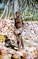 Chagossian man harvesting coconuts