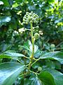 Flower buds