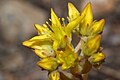 Sedum rupicola