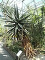 Deutsch: Kap-Aloe im Wüstenhaus des Botanischen Gartens Bochum. English: Cape aloe in the desert greenhouse of the Bochum botanical garden.