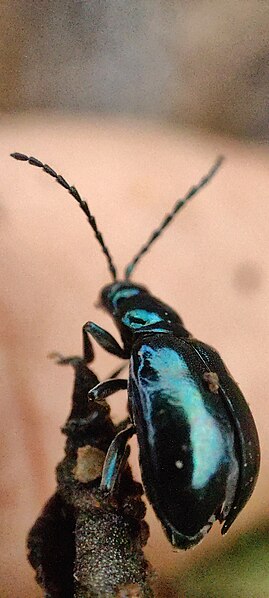 File:Coleoptera Cajamarca.jpg