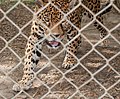 * Nomination: Español: Leopado en Parque Zoologico Barquisimeto --The Photographer 15:23, 27 November 2012 (UTC) * * Review needed