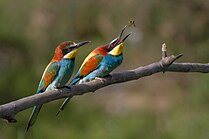 Pierre Dalous: Pair of Merops apiaster feeding