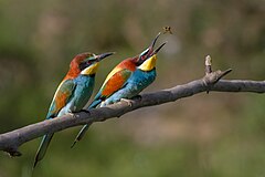 Birinci yer: European Bee-eater, Ariège, France. The female (in front) awaits the offering which the male will make. Pierre Dalous (User:Kookaburra 81)