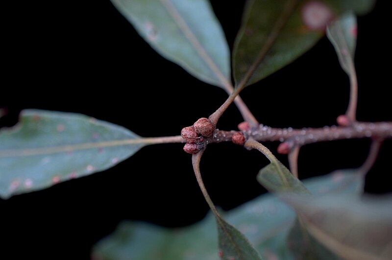 File:Quercus similis (23770888339).jpg