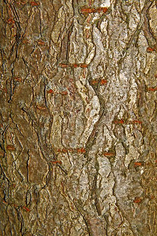 Bark