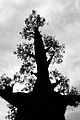 * Nomination Strange shape of a Baobab tree, captured in Loro Parque, Tenerife, Spain Sturmjäger 20:37, 19 July 2015 (UTC) * Decline  Oppose overprocessed and sharpening artefacts on leaves, poor categories --A.Savin 10:36, 21 July 2015 (UTC)  Comment thank you fr your review. I'm surprised about the sharpening artefacts because I didn't sharp anything when I manipulated the image with Lightroom. Sturmjäger 22:59, 21 July 2015 (UTC)