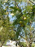 Thumbnail for File:Gooseberry plant view.jpg