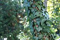 Hedera helix clinging to an Acacia