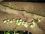 Flowers growing directly from branches