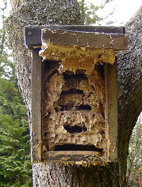 File:Nest Vespa crabro.jpg