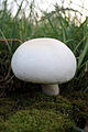 * Nomination Young Agaricus Arvensis. --Von.grzanka 22:39, 18 August 2009 (UTC) * Promotion Could have used a bit more DOF but visually striking, works for me. --Vladanr 14:56, 19 August 2009 (UTC)