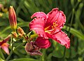 * Nomination Mien Ruys Gardens. Hemerocallis 'Siloam Red Toy'. --Famberhorst 04:45, 29 June 2018 (UTC) * Promotion  Support Good quality. --XRay 05:10, 29 June 2018 (UTC)